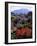 USA, California, Sierra Nevada, Wildflowers in the High Sierra-Jaynes Gallery-Framed Photographic Print