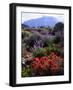 USA, California, Sierra Nevada, Wildflowers in the High Sierra-Jaynes Gallery-Framed Photographic Print
