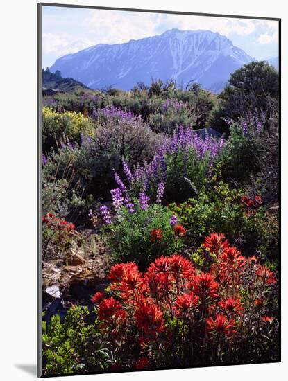 USA, California, Sierra Nevada, Wildflowers in the High Sierra-Jaynes Gallery-Mounted Photographic Print