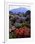 USA, California, Sierra Nevada, Wildflowers in the High Sierra-Jaynes Gallery-Framed Photographic Print