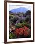 USA, California, Sierra Nevada, Wildflowers in the High Sierra-Jaynes Gallery-Framed Photographic Print