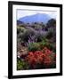 USA, California, Sierra Nevada, Wildflowers in the High Sierra-Jaynes Gallery-Framed Photographic Print