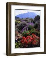 USA, California, Sierra Nevada, Wildflowers in the High Sierra-Jaynes Gallery-Framed Photographic Print