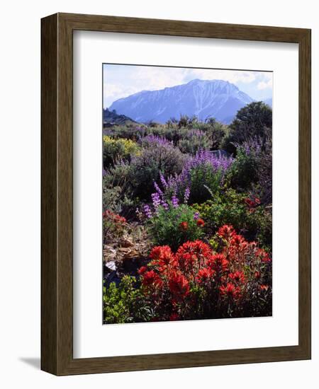 USA, California, Sierra Nevada, Wildflowers in the High Sierra-Jaynes Gallery-Framed Photographic Print