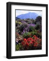 USA, California, Sierra Nevada, Wildflowers in the High Sierra-Jaynes Gallery-Framed Photographic Print