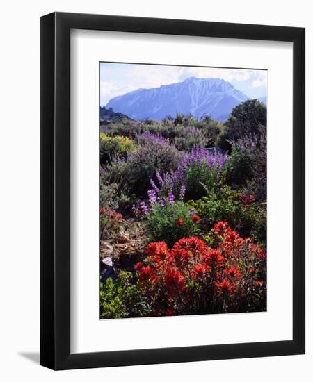 USA, California, Sierra Nevada, Wildflowers in the High Sierra-Jaynes Gallery-Framed Photographic Print