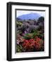 USA, California, Sierra Nevada, Wildflowers in the High Sierra-Jaynes Gallery-Framed Photographic Print