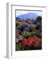 USA, California, Sierra Nevada, Wildflowers in the High Sierra-Jaynes Gallery-Framed Photographic Print