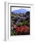 USA, California, Sierra Nevada, Wildflowers in the High Sierra-Jaynes Gallery-Framed Photographic Print