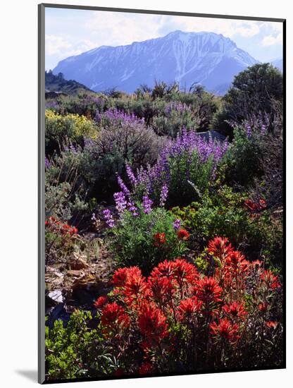 USA, California, Sierra Nevada, Wildflowers in the High Sierra-Jaynes Gallery-Mounted Photographic Print