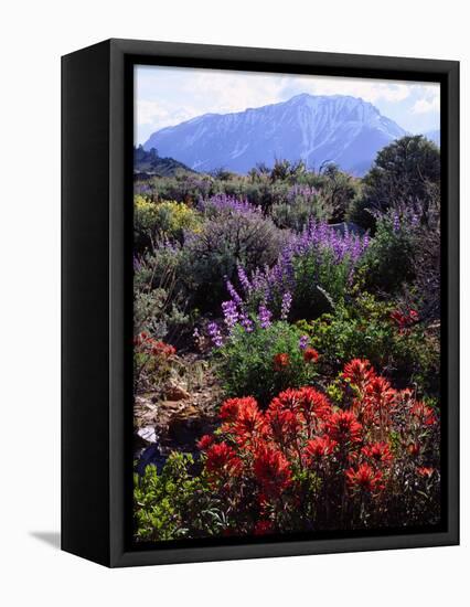 USA, California, Sierra Nevada, Wildflowers in the High Sierra-Jaynes Gallery-Framed Stretched Canvas