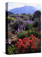USA, California, Sierra Nevada, Wildflowers in the High Sierra-Jaynes Gallery-Stretched Canvas