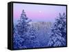 USA, California, Snow-Covered Trees in the Laguna Mountains-Jaynes Gallery-Framed Stretched Canvas