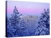 USA, California, Snow-Covered Trees in the Laguna Mountains-Jaynes Gallery-Stretched Canvas