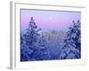 USA, California, Snow-Covered Trees in the Laguna Mountains-Jaynes Gallery-Framed Photographic Print