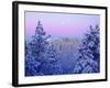 USA, California, Snow-Covered Trees in the Laguna Mountains-Jaynes Gallery-Framed Photographic Print