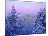 USA, California, Snow-Covered Trees in the Laguna Mountains-Jaynes Gallery-Mounted Photographic Print