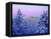 USA, California, Snow-Covered Trees in the Laguna Mountains-Jaynes Gallery-Framed Stretched Canvas