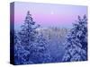 USA, California, Snow-Covered Trees in the Laguna Mountains-Jaynes Gallery-Stretched Canvas