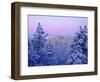 USA, California, Snow-Covered Trees in the Laguna Mountains-Jaynes Gallery-Framed Photographic Print