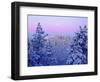 USA, California, Snow-Covered Trees in the Laguna Mountains-Jaynes Gallery-Framed Photographic Print