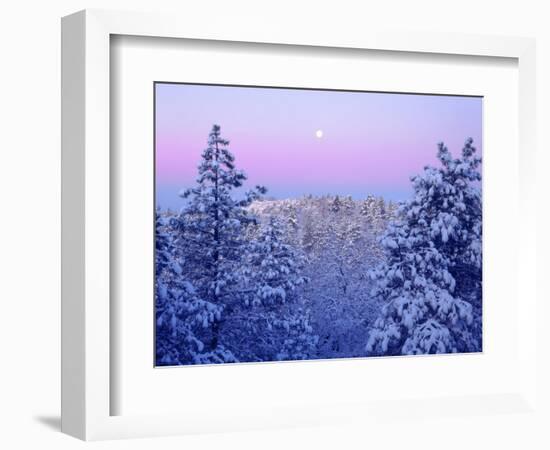 USA, California, Snow-Covered Trees in the Laguna Mountains-Jaynes Gallery-Framed Photographic Print