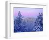 USA, California, Snow-Covered Trees in the Laguna Mountains-Jaynes Gallery-Framed Photographic Print