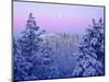 USA, California, Snow-Covered Trees in the Laguna Mountains-Jaynes Gallery-Mounted Photographic Print