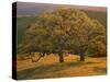 USA, California, South Coast Range, Valley Oaks and Grasses Glow in Sunset Light-John Barger-Stretched Canvas