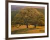 USA, California, South Coast Range, Valley Oaks and Grasses Glow in Sunset Light-John Barger-Framed Photographic Print