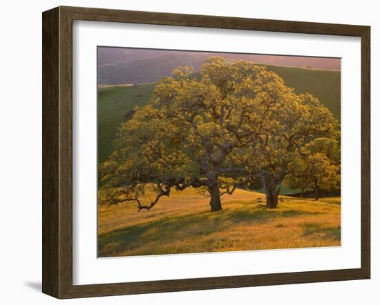 USA, California, South Coast Range, Valley Oaks and Grasses Glow in Sunset Light-John Barger-Framed Photographic Print