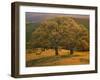 USA, California, South Coast Range, Valley Oaks and Grasses Glow in Sunset Light-John Barger-Framed Photographic Print