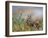 Usa, California. Squirrel in field-Merrill Images-Framed Photographic Print