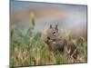 Usa, California. Squirrel in field-Merrill Images-Mounted Photographic Print