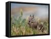 Usa, California. Squirrel in field-Merrill Images-Framed Stretched Canvas