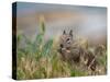 Usa, California. Squirrel in field-Merrill Images-Stretched Canvas