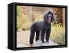 USA, California. Standard Poodle standing on a rock at a park.-Zandria Muench Beraldo-Framed Stretched Canvas