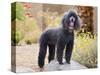 USA, California. Standard Poodle standing on a rock at a park.-Zandria Muench Beraldo-Stretched Canvas