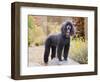 USA, California. Standard Poodle standing on a rock at a park.-Zandria Muench Beraldo-Framed Photographic Print