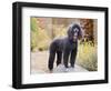 USA, California. Standard Poodle standing on a rock at a park.-Zandria Muench Beraldo-Framed Photographic Print