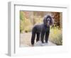 USA, California. Standard Poodle standing on a rock at a park.-Zandria Muench Beraldo-Framed Photographic Print