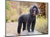 USA, California. Standard Poodle standing on a rock at a park.-Zandria Muench Beraldo-Mounted Photographic Print