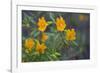 USA, California. Sticky Monkey-Flower Common at Pinnacles-Gary Luhm-Framed Photographic Print