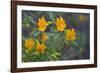 USA, California. Sticky Monkey-Flower Common at Pinnacles-Gary Luhm-Framed Photographic Print