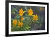 USA, California. Sticky Monkey-Flower Common at Pinnacles-Gary Luhm-Framed Photographic Print