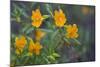 USA, California. Sticky Monkey-Flower Common at Pinnacles-Gary Luhm-Mounted Photographic Print