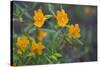 USA, California. Sticky Monkey-Flower Common at Pinnacles-Gary Luhm-Stretched Canvas