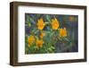 USA, California. Sticky Monkey-Flower Common at Pinnacles-Gary Luhm-Framed Photographic Print