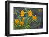 USA, California. Sticky Monkey-Flower Common at Pinnacles-Gary Luhm-Framed Photographic Print