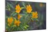 USA, California. Sticky Monkey-Flower Common at Pinnacles-Gary Luhm-Mounted Photographic Print